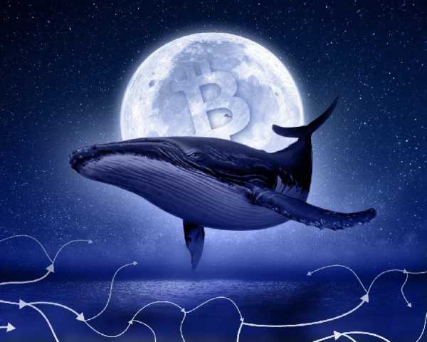 Аналитики зафиксировали рост доли «новых» китов на рынке биткоина