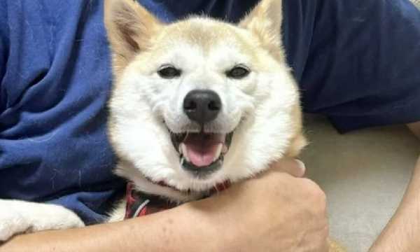 Шиба-ину сжигает более 15 миллионов SHIB, так как цена продолжает падать