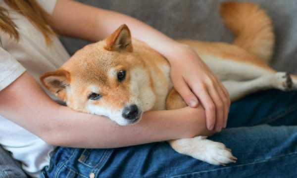 Цена SHIB падает, несмотря на сжигание 31,5 млн токенов