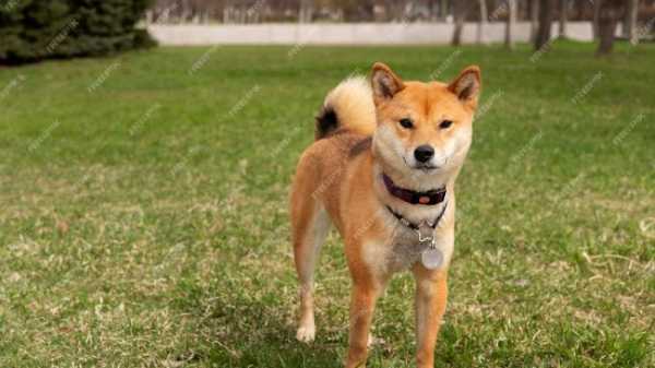 Эксперт прогнозирует, что ОАЭ создадут резерв Shiba Inu