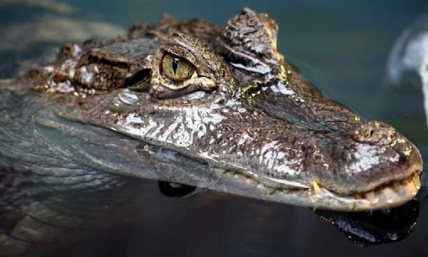 Вредоносное ПО для Android «Crocodilus» может захватывать телефоны для кражи криптовалют