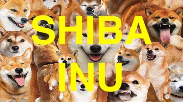 Разработчик Shiba Inu: Официальные токены TREAT доступны только в сети Эфириума