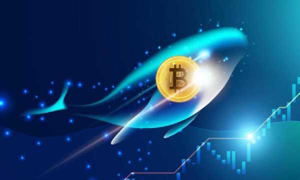 Крупные биткоин-кошельки накапливают, пока другие продают