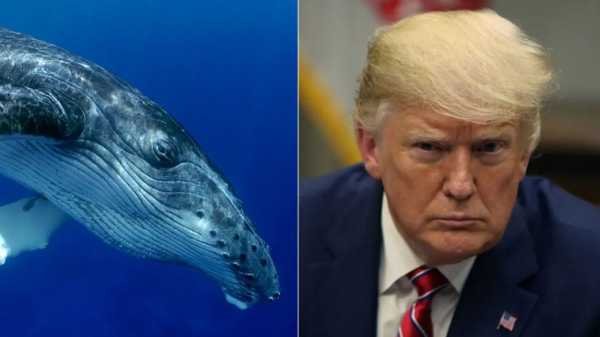 
                    Крупный держатель TRUMP сбросил мемкоины на $2,49 млн                