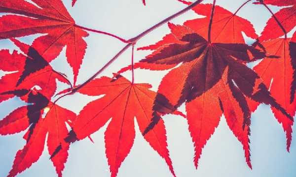 Maple Finance расширяется на Solana и развертывает доходный стейблкоин