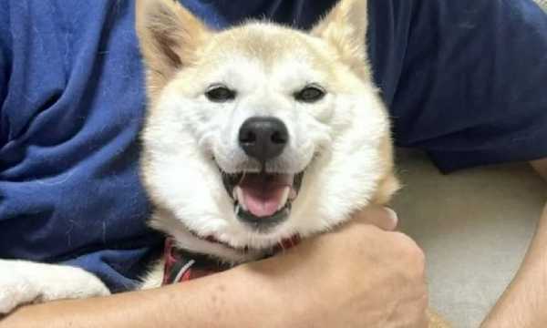 Dogecoin падает: насколько низко может опуститься цена