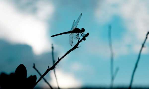 Министерство юстиции США не расследует деятельность Dragonfly в связи с Tornado Cash